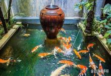 室内观赏鱼池水浑浊怎么变清？水质浑浊发白？教你几个办法解决！
