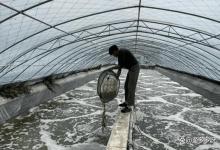 虾塘冬季肥水用什么肥？虾塘肥水用氨基酸肥直接干撒可以吗？