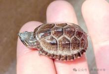 蛋龟价格暴涨，龟友入坑别慌！这份“平替”指南让你省钱又省心