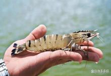 虾塘假肥水怎样处理？虾塘水瘦如何快速肥水？这回终于有答案了