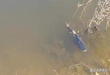 水霉病是什么引起的？引起河蟹水霉病的原因是什么？做好养殖必知