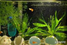 鱼缸的水为什么会浑浊？为什么鱼缸里面的水总是浑浊？原因有它