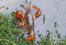 龙虾塘底泥发黑发臭可以用生石灰吗？龙虾塘里面黑泥巴发臭怎么办？