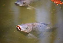 鱼塘冬季肥水可以用鸡粪吗？鱼塘冬季可以用鸡粪发酵肥吗？