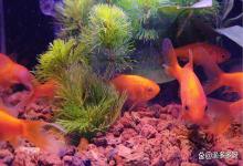 鱼缸水体浑浊怎么处理？做好这5个步骤，三天就清澈