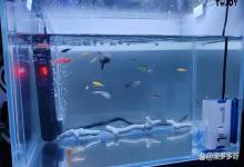 鱼缸水硝酸盐和亚硝酸盐怎么降下来的？靠它速降亚硝酸盐