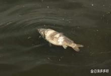 冬季鱼塘管理水梅怎么处理？低温天池塘出现水霉病，该怎么办？