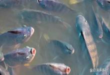 鱼塘冬季得了水霉怎么治疗？冬季鱼塘水霉怎么处理？试试这个方法