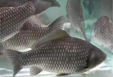 鱼塘里的鲫鱼得了水霉病怎么办？鱼塘水霉病怎么治疗最快最有效？