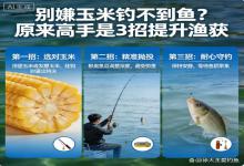 别嫌玉米钓不到鱼！高手私藏3招，野钓黑坑通用，渔获直接翻倍