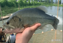 冬天鲈鱼不吃饲料怎么办？鲈鱼冬天突然不吃料怎么办？这一步要做