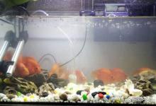 鱼缸亚硝酸盐突然升高怎么降？鱼缸亚硝酸盐持续偏高如何正确处理？