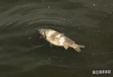 为什么开春会出现那么多死鱼问题？春季大规模死鱼是什么原因导致的？