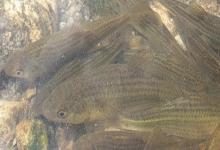 条纹似白鮈是什么鱼？