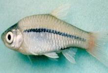 红尾波鱼是什么鱼？