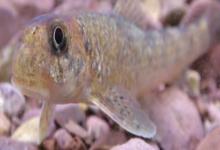 胡鮈是什么鱼？