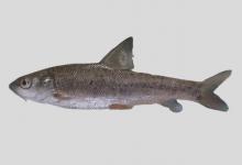 北盘江裂腹鱼是什么鱼？