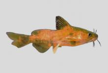 短尾鮠是什么鱼？