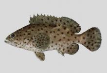 黑驳石斑鱼是什么鱼？