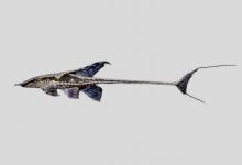 长丝髯甲鲶是什么鱼？