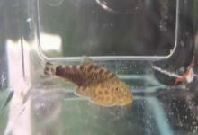 越南华吸鳅是什么鱼？