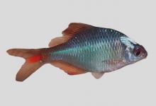 刺鳍鳑鲏是什么鱼？