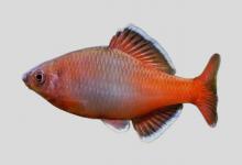 白边鳑鲏是什么鱼？