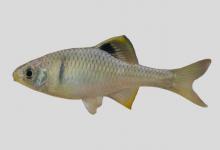 黑背鳑鲏是什么鱼？
