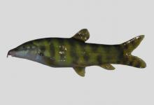 莫尔沙鳅是什么鱼？