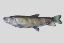 斜口裸鲤是什么鱼？