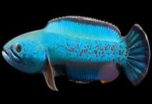 带鳢是什么鱼？