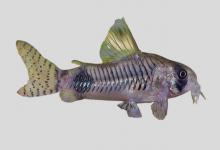 鹿兵鲶是什么鱼？