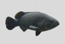 鞍带石斑鱼是什么鱼？