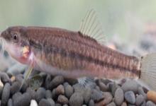 川河云南鳅是什么鱼？