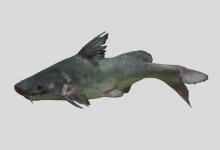 短吻鮠是什么鱼？