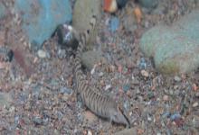 后鳍花鳅是什么鱼？