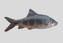 珠江虹彩光唇鱼是什么鱼？