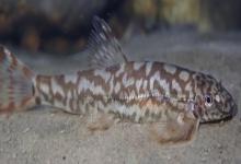 云南平鳅是什么鱼？