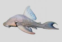 亚马逊锉甲鲶是什么鱼？