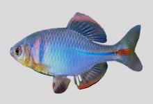 原田鳑鲏是什么鱼？