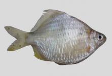 寡鳞鱊是什么鱼？