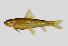 短吻小鳔鮈是什么鱼？