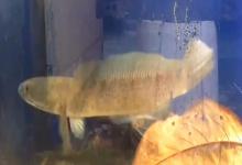 巴兰鳢是什么鱼？