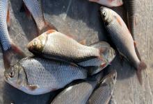 东北雅罗鱼是什么鱼？