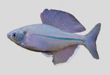 彩鱊是什么鱼？