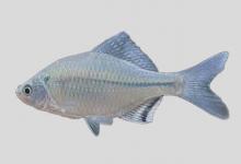 白河鱊是什么鱼？
