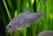 黑体云南鳅是什么鱼？