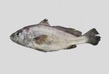 斑鳍叫姑鱼是什么鱼？