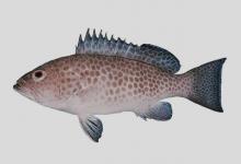 宝石石斑鱼是什么鱼？