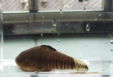 九龙江拟腹吸鳅是什么鱼？